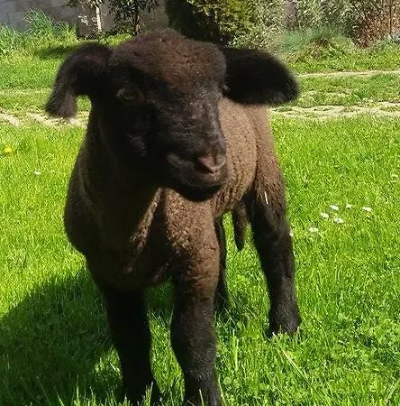 Amalka